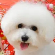 hiro
