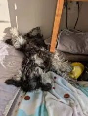 巨大なタケノコの画像