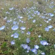 Yの画像