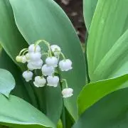 muguet