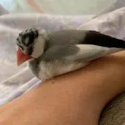 とびぃ