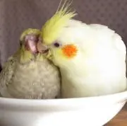 Hinaちゃんのパパ