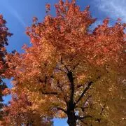 ひょわ※プロフィール確認お願いしますの画像