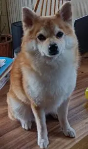 アモノスケの画像