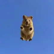甘味処の画像
