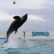 orca