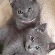 Lunaの画像