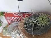 taiの画像