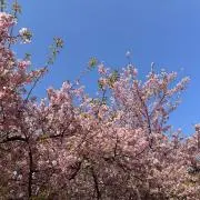 yamabicooooの画像