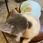 陽葵