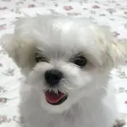 ブロリーの画像