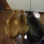 ゆっこ