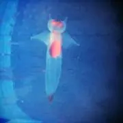 kaerusongsの画像