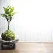 キキララ　ssjの画像