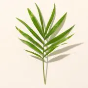 ゆずりは  プロフお読み下さい☝︎