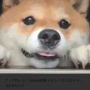 わんこ