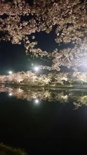 夜桜の画像