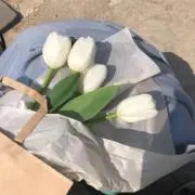 あおりんごの画像