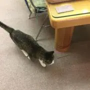 ぬこ プロフ必読の画像
