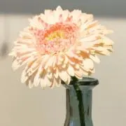 haruの画像