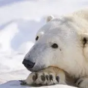 しろくま