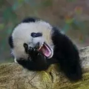 パン