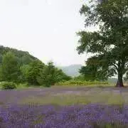dodododoの画像