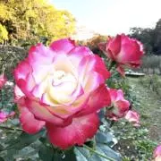 織姫の画像