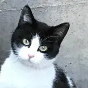 チビにゃんこの画像