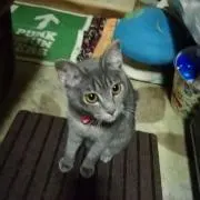 ヨウシャン