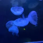 Nao Nagaso