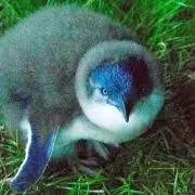 6/9,10 発送不可　Rosalieの画像