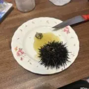 どんだこ