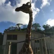 マンディー