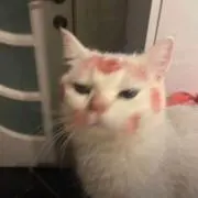いちごの画像