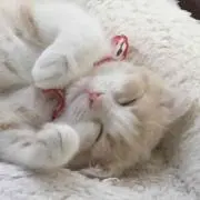 ひかり