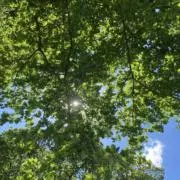 8月9日で一旦停止します。さくらの画像
