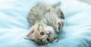 猫が大好き