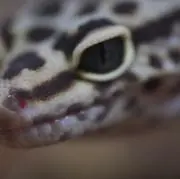 まつ