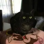 黒猫の画像