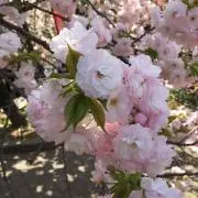 ユーリの画像