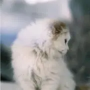 山木
