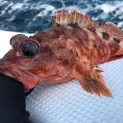 ガッシーの画像