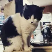 アヤ