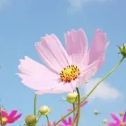 はな