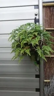 SAI盆の画像