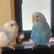みなつきの画像