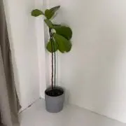 サリーの画像