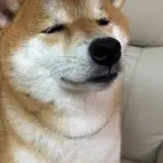 Sの画像