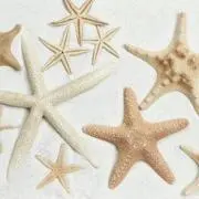 Star★